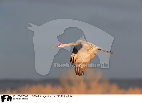 sandhill crane / FF-07667