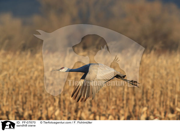 sandhill crane / FF-07670