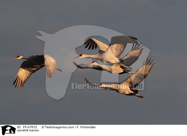 sandhill cranes / FF-07672