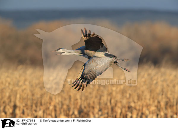 sandhill cranes / FF-07678