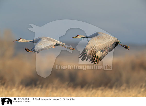 sandhill cranes / FF-07680