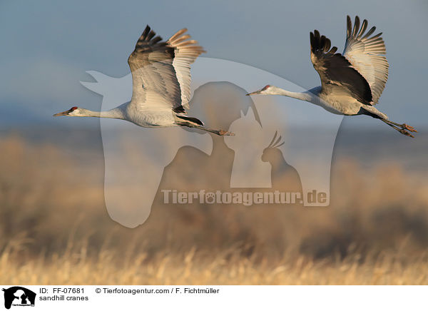 sandhill cranes / FF-07681