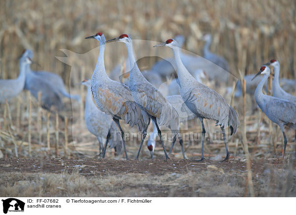 Kanadakraniche / sandhill cranes / FF-07682