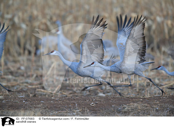 Kanadakraniche / sandhill cranes / FF-07683