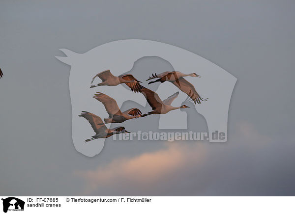 sandhill cranes / FF-07685