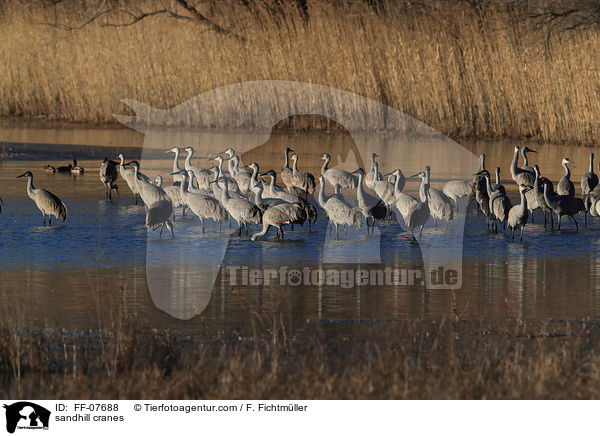 sandhill cranes / FF-07688