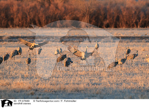 sandhill cranes / FF-07689