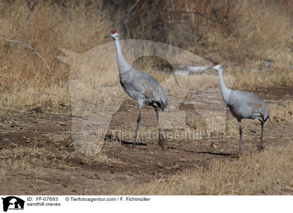 sandhill cranes / FF-07693