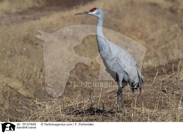 Kanadakranich / sandhill crane / FF-07695