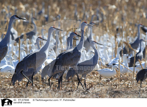 sandhill cranes / FF-07696