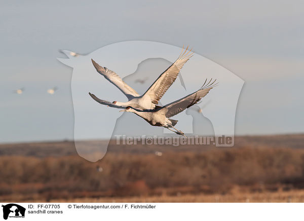 sandhill cranes / FF-07705