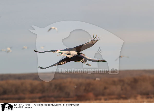 sandhill cranes / FF-07706