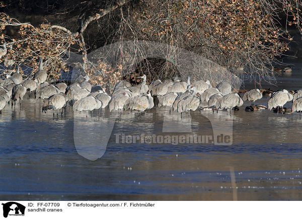 sandhill cranes / FF-07709