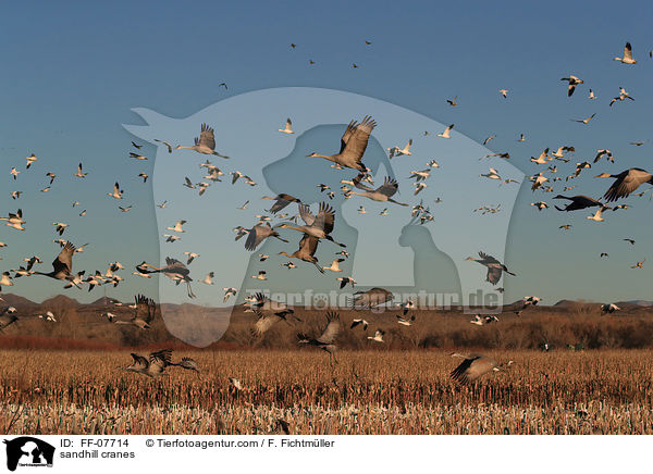 sandhill cranes / FF-07714