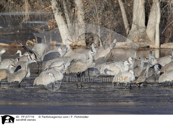 Kanadakraniche / sandhill cranes / FF-07716