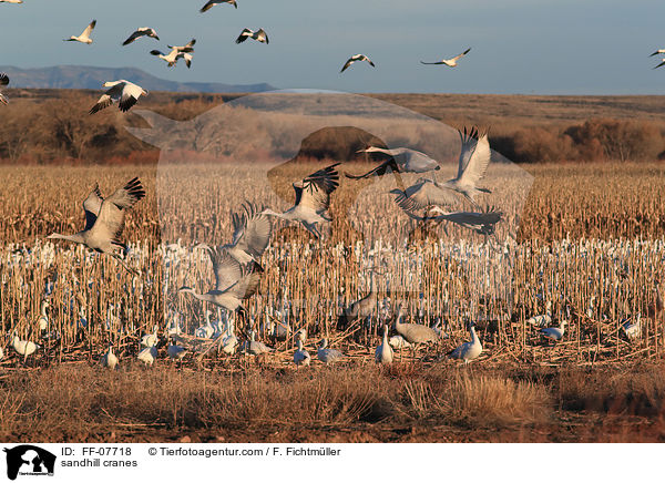 sandhill cranes / FF-07718