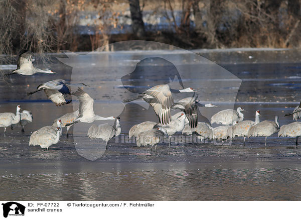 sandhill cranes / FF-07722