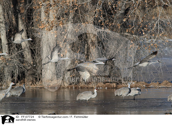 sandhill cranes / FF-07724