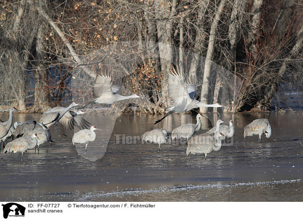 sandhill cranes / FF-07727