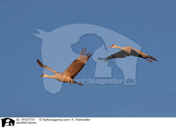 sandhill cranes / FF-07731