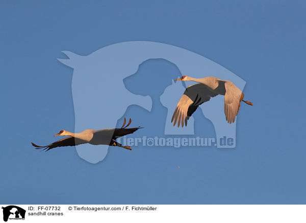 sandhill cranes / FF-07732