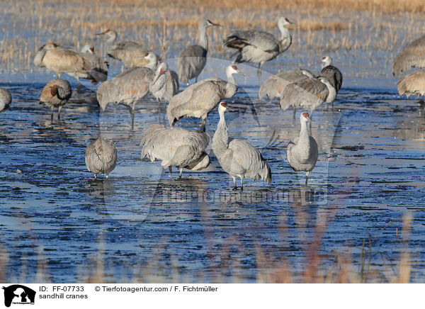 sandhill cranes / FF-07733