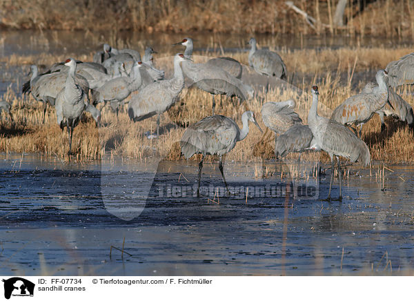 sandhill cranes / FF-07734