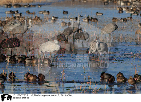 sandhill cranes / FF-07735