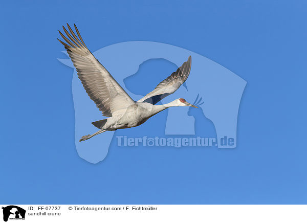 sandhill crane / FF-07737