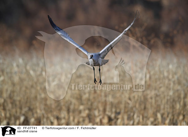 sandhill crane / FF-07741