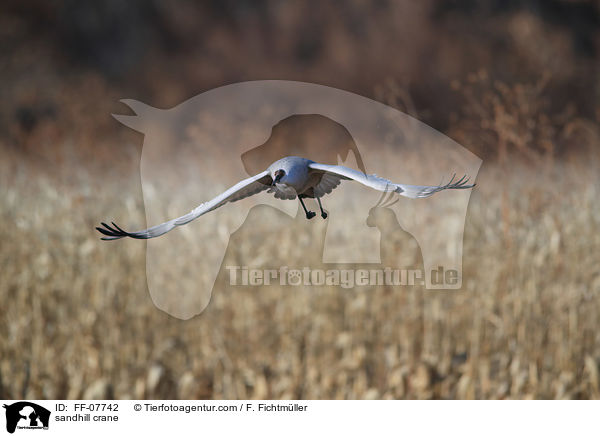 sandhill crane / FF-07742