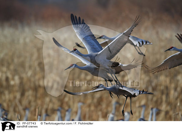 sandhill cranes / FF-07743