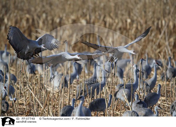 sandhill cranes / FF-07749