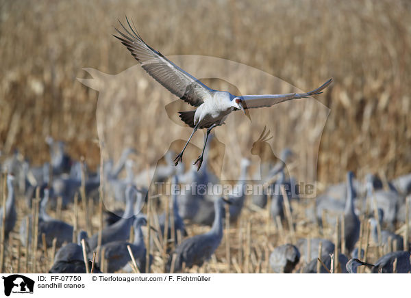 sandhill cranes / FF-07750