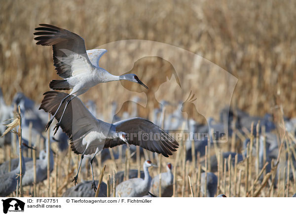 sandhill cranes / FF-07751