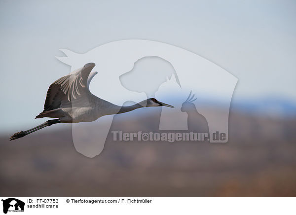 sandhill crane / FF-07753