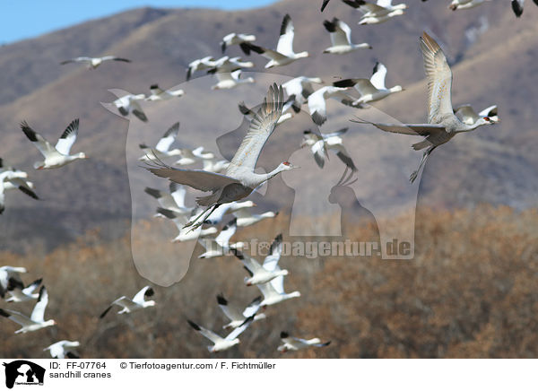 sandhill cranes / FF-07764