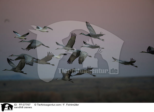 sandhill cranes / FF-07767