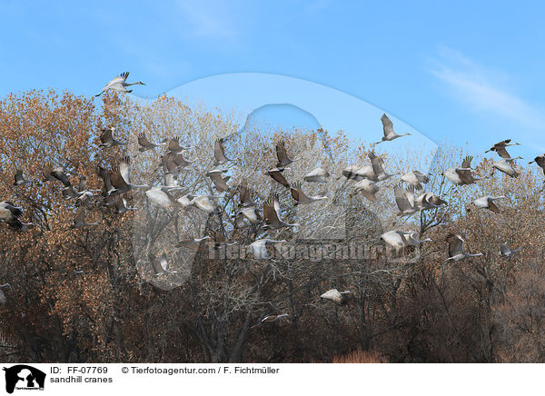 sandhill cranes / FF-07769