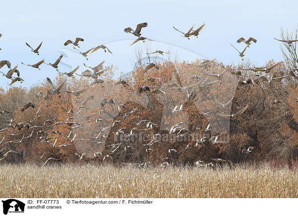 sandhill cranes / FF-07773