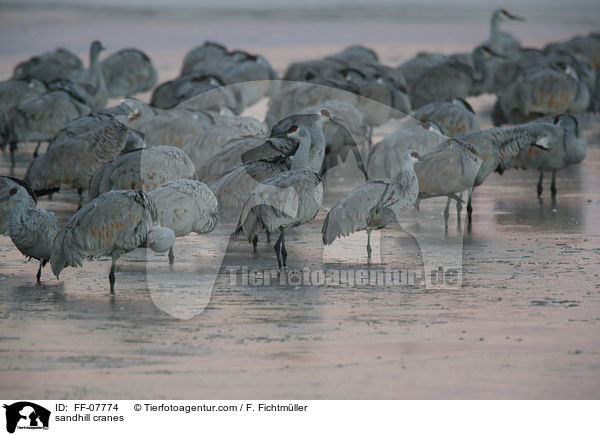 Kanadakraniche / sandhill cranes / FF-07774