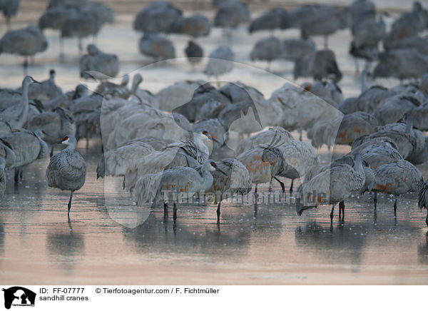 sandhill cranes / FF-07777