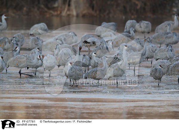 sandhill cranes / FF-07781