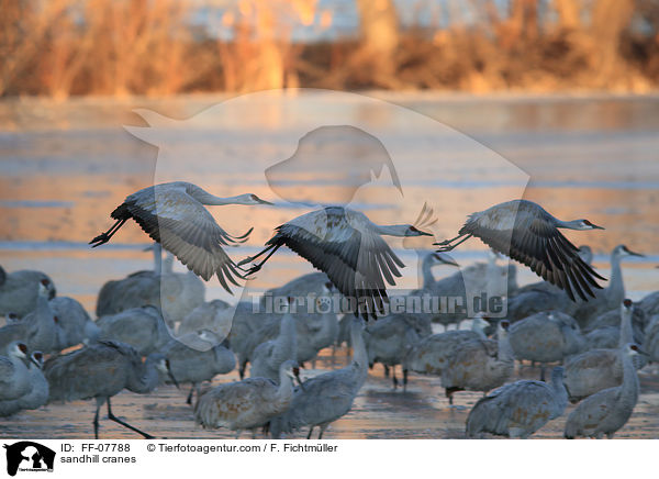 sandhill cranes / FF-07788