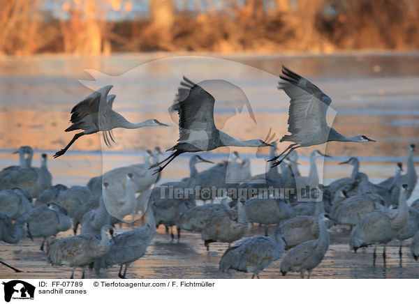 sandhill cranes / FF-07789