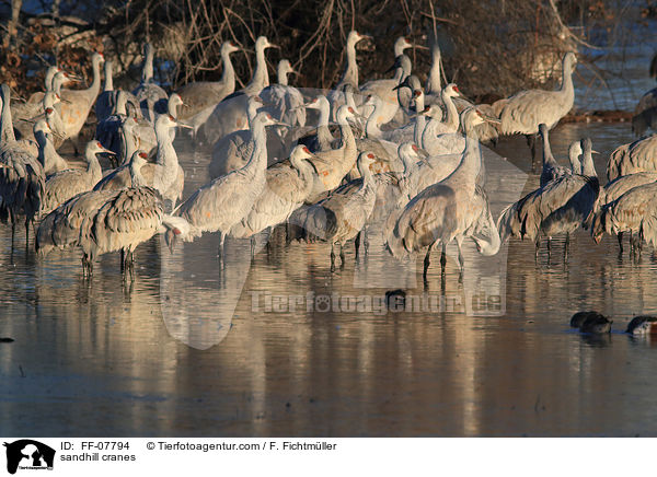 sandhill cranes / FF-07794