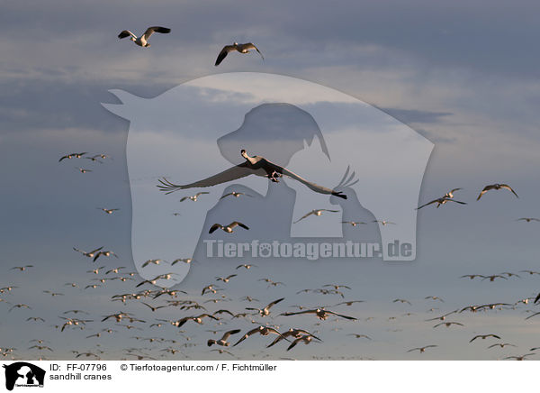 sandhill cranes / FF-07796