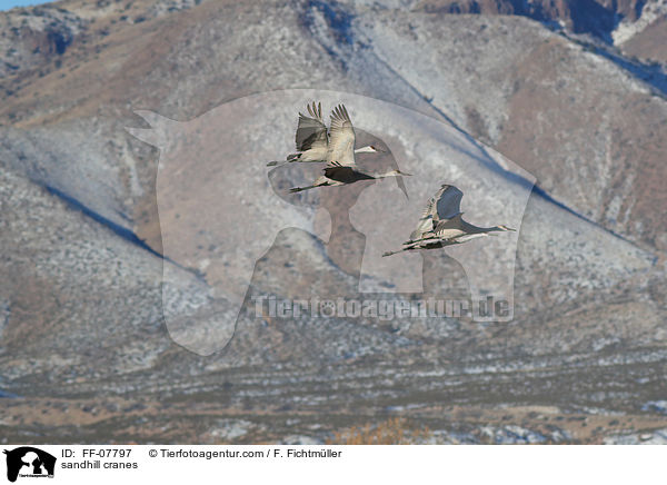 sandhill cranes / FF-07797