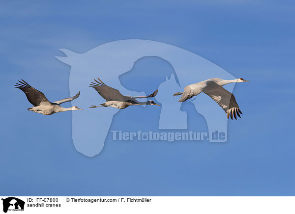 sandhill cranes / FF-07800