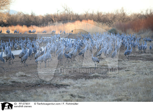 sandhill cranes / FF-07801